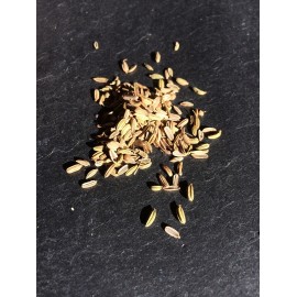Fenouil (semences) Foeniculum dulce 150g